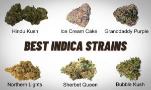 high cbd cannabis, high cbd cannabis strains