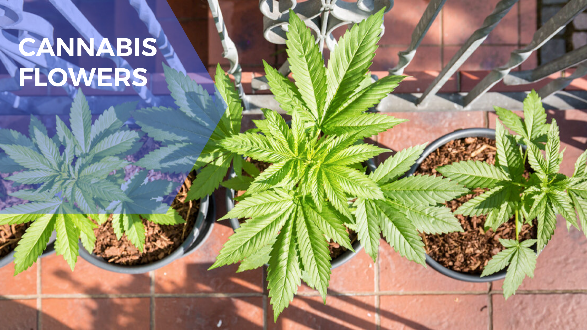 Cannabis Flowers