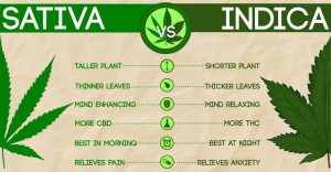 indica weed strains