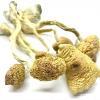 panaeolus cyanescens effects