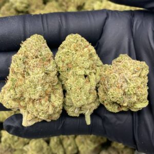 Jackfruit Strain