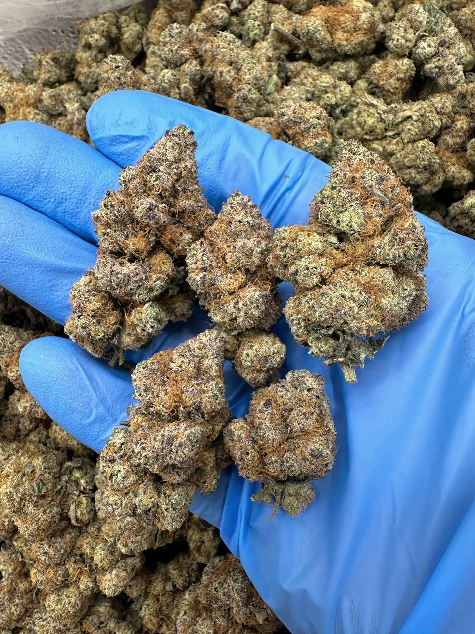 godfather og kush, godfather og kush seeds, godfather og kush strain, og godfather kush,