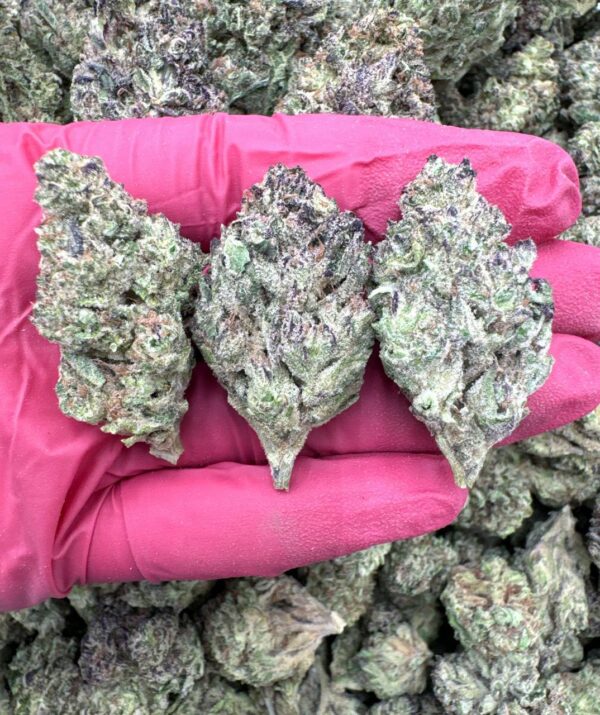 motorhead strain, motorhead 15 strain,